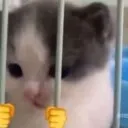 catJail