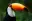 HawaiiBird