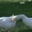 gooseattack