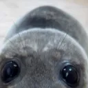 aver_seal aver_seal