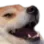 dogekek
