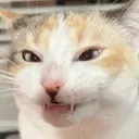 veryfeistypanko