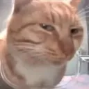 cat_SideEye