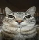 starecat2