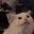 CatAngry