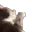CatWhat