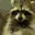 RaccoonEating