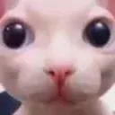 catbingus