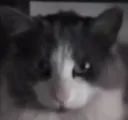 EvilCat EvilCat