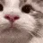 Meow3
