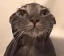cat_shower_water