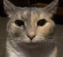 stare stare