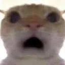 hpb_cat1vaiconcac