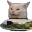 ConfusedCat