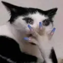 DevastatedKitty