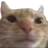 catstare