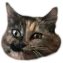 AAAAAcat AAAAAcat