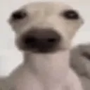 Dawg