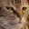CatBruh