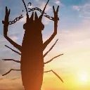 freeshrimp