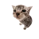 SillyKitty