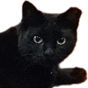 beepy2