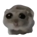 pwease