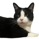 mrboy