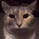 cat_betrayed cat_betrayed