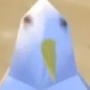 birb