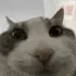 wireslook wireslook