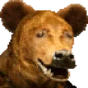 bear bear