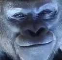 smug