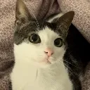 polite polite