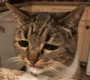 sadCat