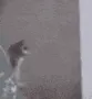 bb_catrunning_PlayForFunServer