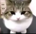 cat_lurk