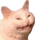 :c_reeecat: