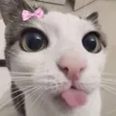 bleh