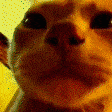 raveCat