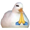 duck_pray
