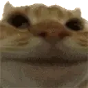 Cat_No Cat_No