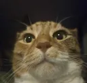 Icanhaz Icanhaz