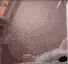 catpunch