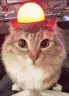 AlertTheCatStartsItsEngine AlertTheCatStartsItsEngine