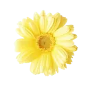 c_sunflower