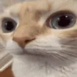 sus