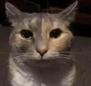 meow