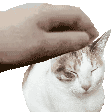 Bumpitts_Cat Discord emoji
