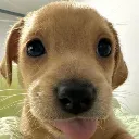 cachorro